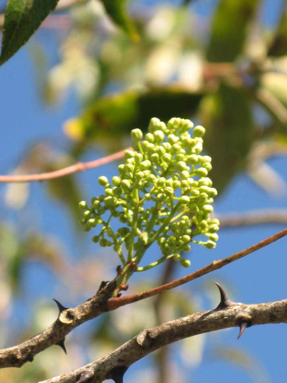              Inflorescence (Winter Haven, FL)       